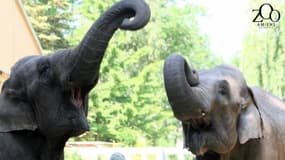 Jana et Praya, les éléphantes du zoo d'Amiens, ont eu 40 ans en avril 2016.