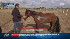 Chevaux mutilés: les éleveurs se font justice eux-mêmes
