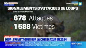 Alpes-Maritimes: One Voice combat l'abattage des loups