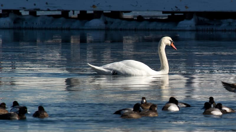 A New York, un plan pour éradiquer les cygnes a été présenté le 28 février 2014.