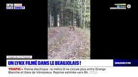 Un lynx filmé par un chasseur dans une forêt du Beaujolais