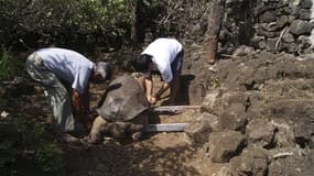 "Lonesome George", dernière tortue géante d'une espèce qui était présente aux Galapagos, îles au large de l'Equateur, est morte dimanche. Son âge était estimé à une centaine d'années. /Photo prise le 24 juin 2012/REUTERS/Direction du parc national des Gal