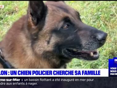 Toulon: un ancien chien policier cherche une nouvelle famille