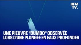 Une pieuvre "Dumbo observée lors d'une plongée en eaux profondes 