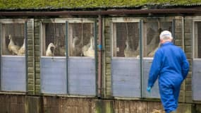 Un homme masqué marche dans un élevage de canards où un cas de grippe aviaire a été identifié en 2014 à Nafferton (illustration)
