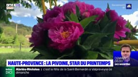 Alpes-de-Haute-Provence : la pivoine, star du printemps