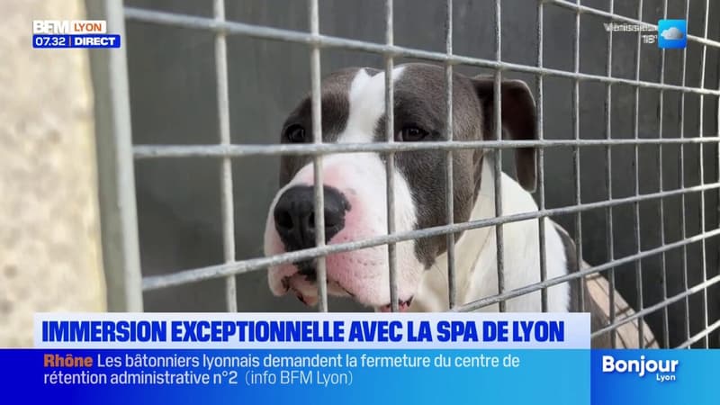 En immersion avec les enquêteurs de la SPA de Lyon