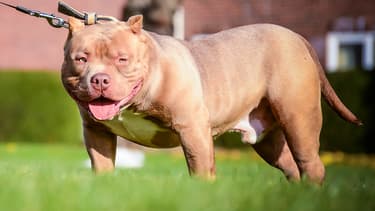 Un American Bully