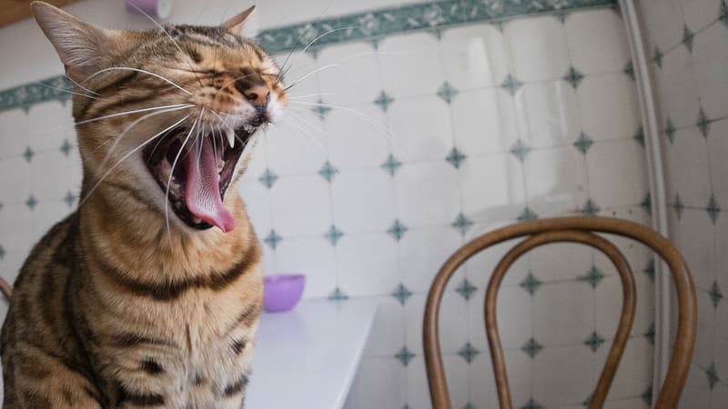 Philippe Mothes réalise une dizaine de visites de chats par jour