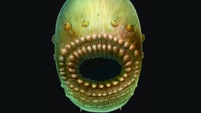 Saccorhytus ne mesurait qu'un millimètre et était très évolué pour sa lointaine époque.