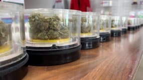 Comment fonctionne le business du cannabis en Californie ?
