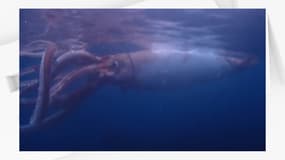 Deux plongeurs japonais ont réussi à capturer de rares images d'un calamar géant de 2,5 m de long nageant au large de la côte ouest de l'archipel nippon. 