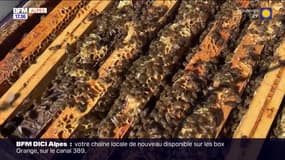 Hautes-Alpes: à la découverte des ruchers des Quatre saisons