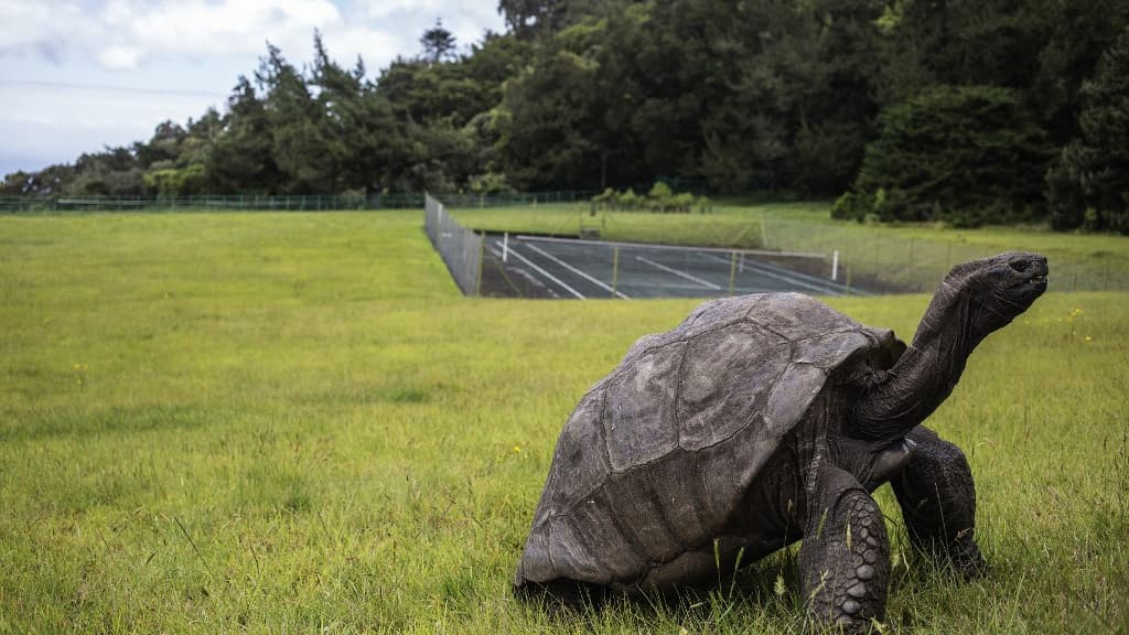 Jonathen sur l'île de Sainte-Hélène en 2017 Jonathen sur l'île de Sainte-Hélène en 2017