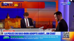 La nouvelle "recrue" de la police nationale du Bas-Rhin est... un chat !