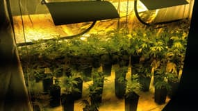 400 pieds de cannabis saisis à Sisteron (photo d'illustration).
