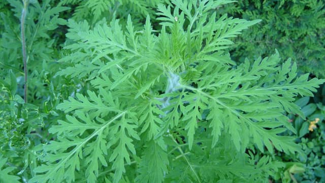"Ambrosia artemisiifolia" à Périgeux en juillet 2012