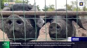 Haut-Rhin: des habitants de Battenheim excédés par un élevage illégal de porcs gascon