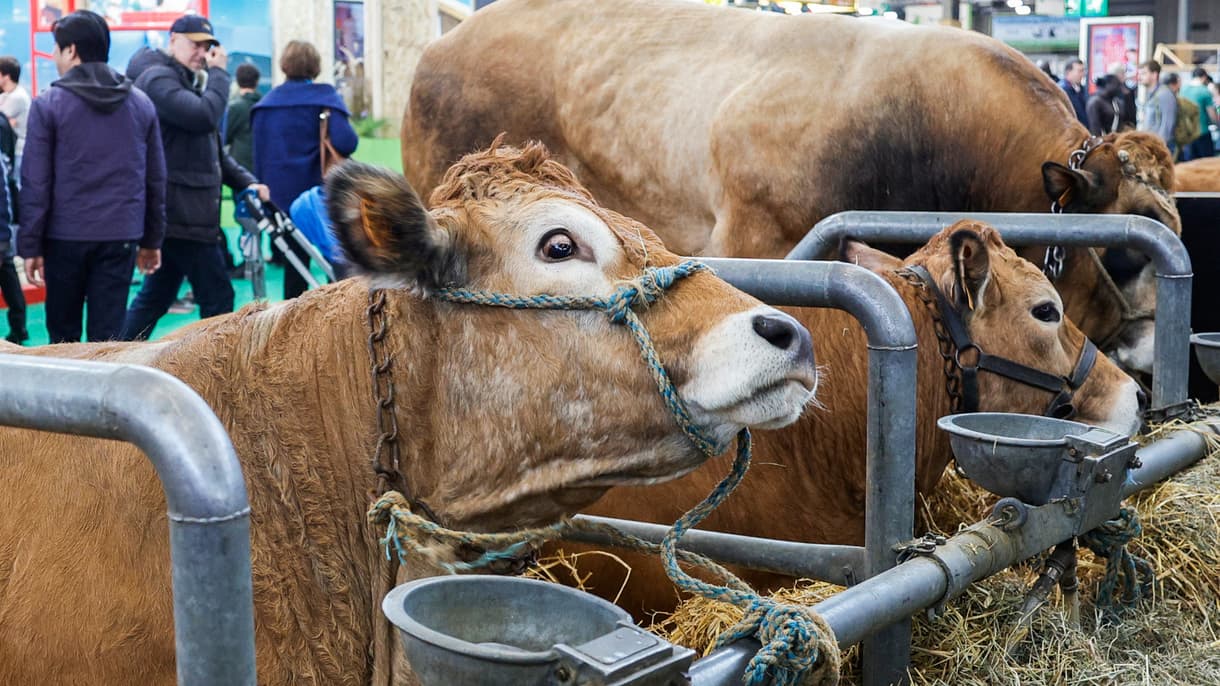 Les visiteurs devant des vaches de race limousine lors Salon de l'agriculture, à Paris, le 25 février 2024 (photo d'illustration).