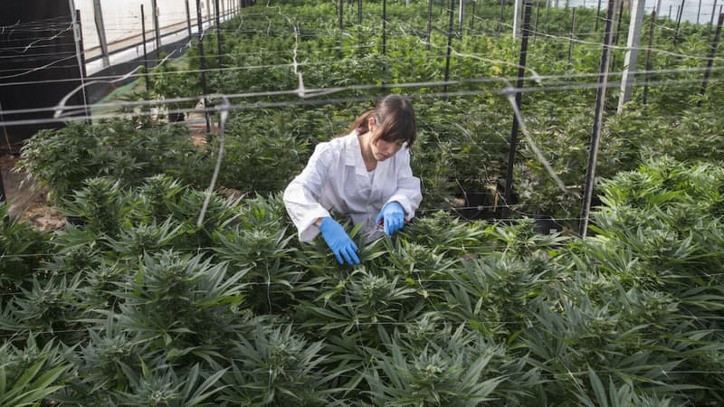 Le cannabis thérapeutique est autorisé en Israël depuis une dizaine d’années.