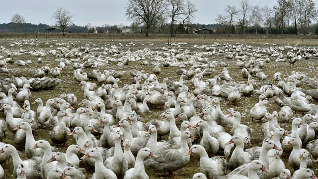 Les ventes de foie gras ont chuté en 2016.