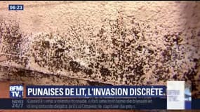 Les punaises de lit, un fléau de plus en plus fréquent