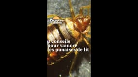 3 conseils pour éviter ou vaincre les punaises de lit