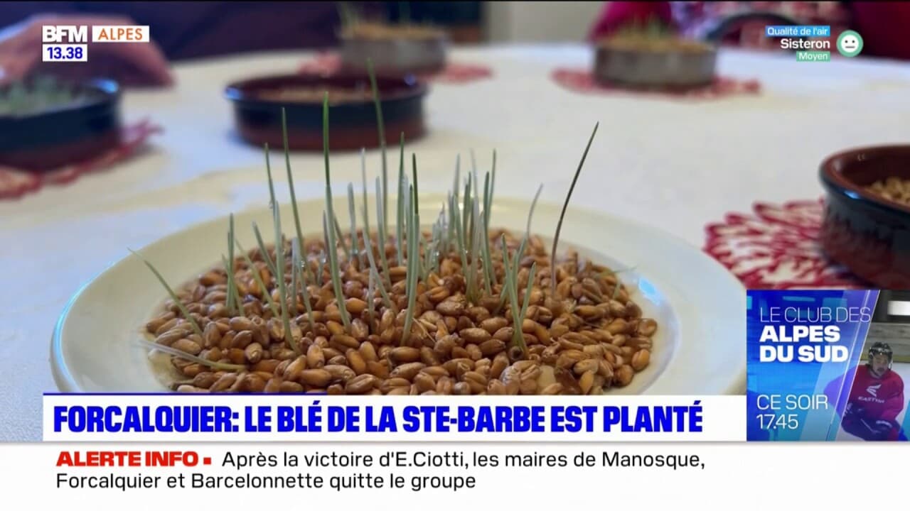 Forcalquier : le blé de la Ste-Barbe a été planté