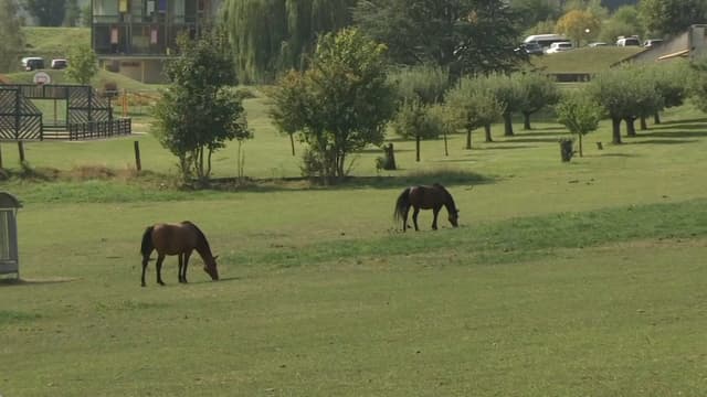 Plus de 200 enquêtes sont en cours pour élucider le mystère des chevaux mutilés.