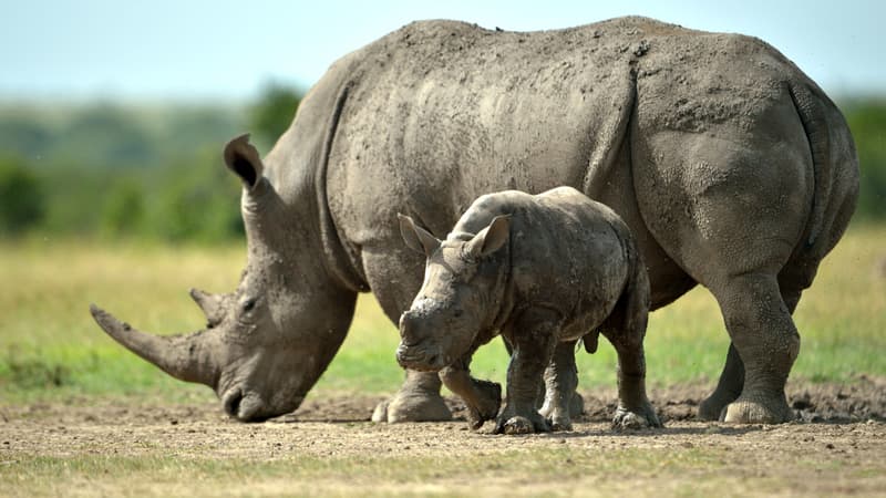 Rhinocéros au Kenya. (Illustration)