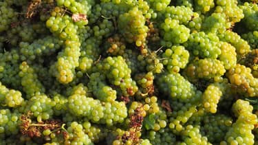 Les conditions sont réunies pour que le vin soit bon.