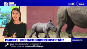 Safari de Peaugres: une rhinocéros est née début juin
