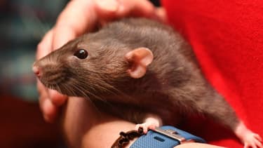 Un rat