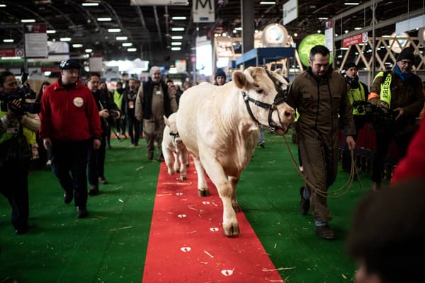 Idéale, vache égérie de l'édition 2020 du Salon de l'agriculture.