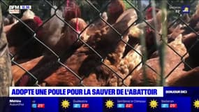 Alpes-de-Haute-Provence: adopter une poule pour la sauver de l'abattoir 