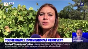 Tout-Terrain: au cœur des vendanges à Pierrevert dans les Alpes-de-Haute-Provence