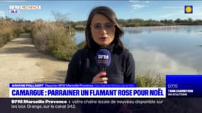 Camargue: il est possible de parrainer un flamant rose pour Noël