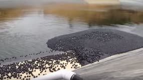 Des centaines de milliers de petites balles sont déversées dans un réservoir d'eau, à Los Angeles.