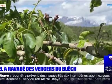 Alpes du Sud : le gel printanier a ravagé les vergers du Buëch