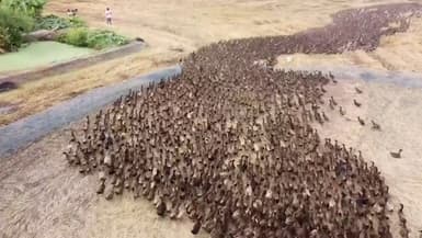 Thaïlande:10.000 canards "nettoient" des rizières