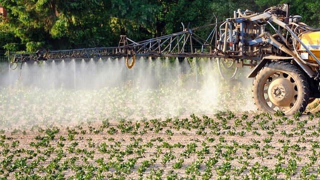 Épandage de pesticides sur un champ de salades.