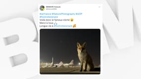 Le renard baptisé "fox trot" pose sur le tarmac de l'aéroport d'Orly.