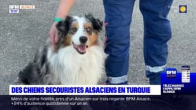 Alsace: deux chiens ont aidé à la recherche de victimes du séisme en Turquie