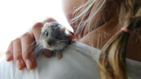Une jeune fille joue avec un hamster nain