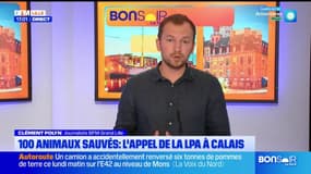 Calais: appel au don après la découverte de 100 animaux dans une habitation