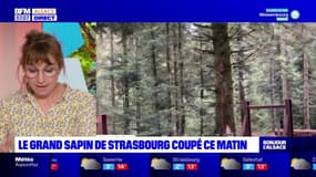 Strasbourg: le grand sapin coupé ce mercredi 18 octobre dans la matinée