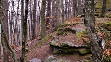 Une forêt (Photo d'illustration).