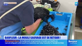 Barfleur: la moule sauvage est de retour