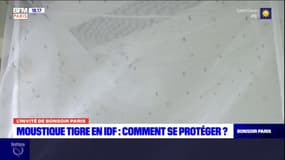 Les moustiques tigres sont arrivés en Île-de-France