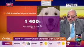Avoir un chien coûte deux fois plus cher qu'un chat